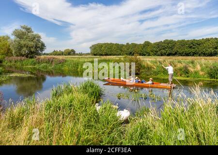 Auf Grantchester Meadows, Grantchester, Cambridgeshire, Großbritannien, führt ein Punt die River Cam entlang, vorbei an einer Familie von Schwanen. Stockfoto