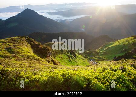 Rhododendron blüht in den Ostkarpaten. Stockfoto