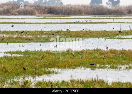 Eine überraschende Vielfalt von Vögeln strömen zu den neu überfluteten Teiche im Merced National Wildlife Refugium im Zentrum Valley of California September 20 Stockfoto