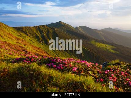 Rhododendron blüht in den Ostkarpaten. Stockfoto