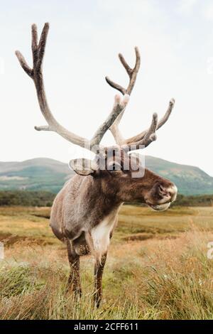 Majestätischer Rothirsch auf braunem Feld mit Bergen Im Hintergrund am bewölkten Tag in Schottland Stockfoto
