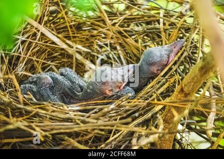 Babykrähe liegt im Nest und schlüpft auf ihre Mutter für Nahrung. Neugeborene Krähe / corvus auf Krähe Nest oben auf dem Baum. Vögel brüten bei Stockfoto