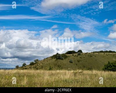 Ashridge Estate Downland in den Chilterns, England, Großbritannien Stockfoto