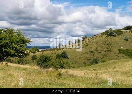 Ashridge Estate Downland in den Chilterns, England, Großbritannien Stockfoto