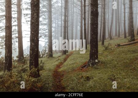Düstere Landschaft von schmalen Pfad von hohen immergrünen Bäumen umgeben Wächst in nebligen Holz Stockfoto