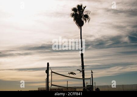 Dunkle Silhouette einer dünnen Palme, die hoch bis wolkig in den Himmel ragen und Möwen auf dem Volleyballnetz am Venice Beach, USA Stockfoto