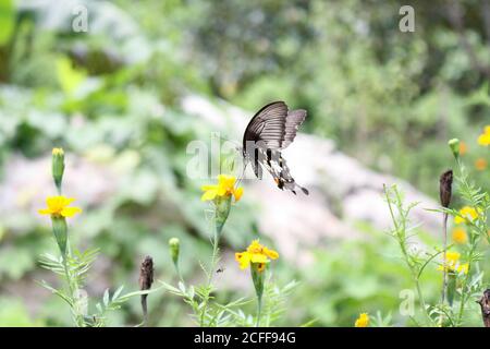 Bild eines Schmetterlings, der Stärke und Entschlossenheit repräsentiert: Stockfoto