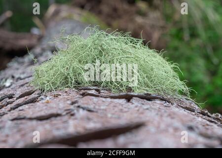 Usnea werden häufig als alter Mann Bart, oder Bartflechte. Makro-Foto in den Karpaten in den ukrainischen Karpaten. Nachhaltig klar Stockfoto