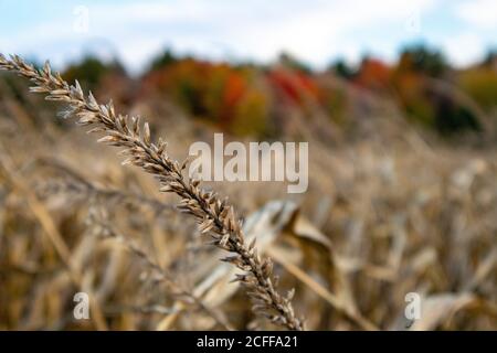 Nahaufnahme einer Wisconsin Maiskolben in einem Kornfeld im Herbst, horizontal Stockfoto