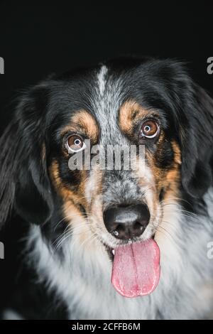 Nahaufnahme von niedlichen flauschigen gemischten Rasse Bordernese oder Border Collie Berner Sennenhund Mix mit Zunge aus freundlich aussehen Kamera auf schwarzem Hintergrund Stockfoto