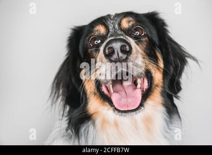 Nahaufnahme von niedlichen flauschigen gemischten Rasse Bordernese oder Border Collie Berner Sennenhund Mix mit Zunge aus freundlich aussehen Kamera auf weißem Hintergrund Stockfoto