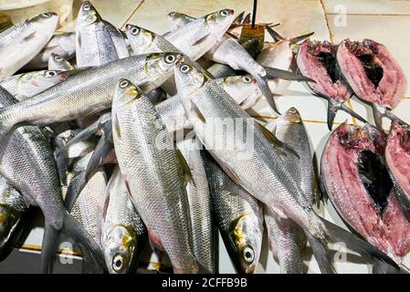 Isolierte Nahaufnahme eines Haufens von silberfarbenem frischem Pony-Milch-Fisch zum Verkauf auf dem Central Market in Iloilo City, Philippinen Stockfoto