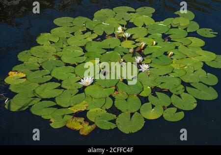 Nymphaea odorata Alba. Wasserlilys oder Lotusblumen blühen in einem Teich oder Fluss. Nahaufnahme einer nymphea Marliacea albida in einem Gartenteich auf dem Wasser su Stockfoto