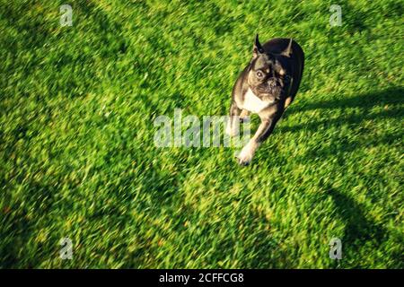 Französische Bulldogge läuft schnell auf dem Rasen Stockfoto