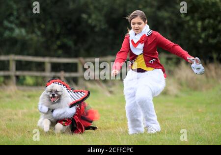 Lily Blathorn mit Keisha, dem Keeshond-Hund, gekleidet als White Rabbit und Queen of Hearts, während eines Alice im Wunderland und Charlie und der Chocolate Factory-Themenvorweihnachts in der Jodhpurs Riding School in Tockwith, North Yorkshire. Stockfoto