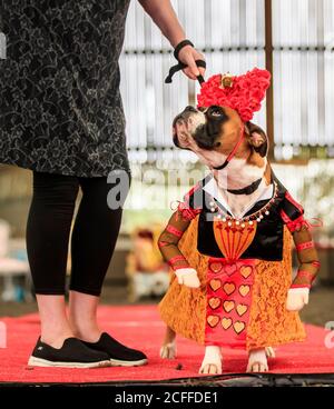 Ruby der Boxer Hund als Königin der Herzen gekleidet, während einer Alice im Wunderland und Charlie und der Chocolate Factory themed Furbabies Dog Pageant in Jodhpurs Riding School in Tockwith, North Yorkshire. Stockfoto