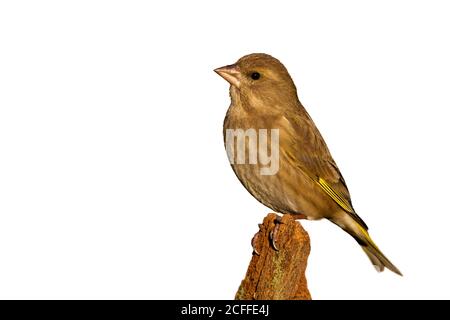 Weiblicher europäischer Grünfink auf Zweig isoliert auf weißem Hintergrund sitzend. Stockfoto