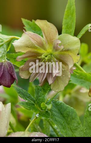 Hellebore grüne Blume Doppel Ellen Grün. Helleborus double ellen Bloom. Stockfoto