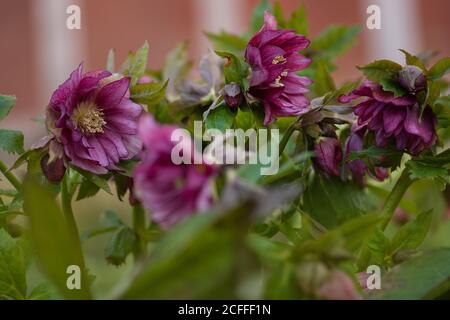 Helleborus double ellen Bloom. Hellebore wächst im Garten. Hellebore lila Blume Doppel Ellen Rot Stockfoto