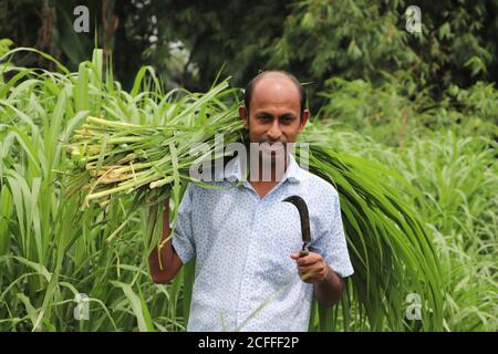 Lächelnder asiatischer Bauer, der frisches grünes Gras auf seiner Schulter trägt Zur Fütterung von Rindern Stockfoto