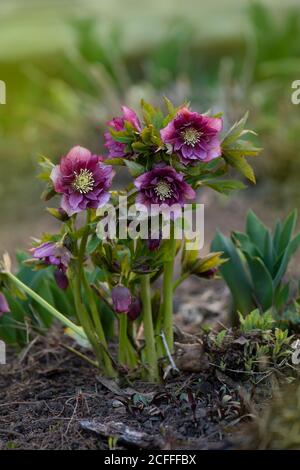 Hellebore wächst im Garten. Hellebore Double Ellen Red. Helleborus double ellen Bloom. Stockfoto