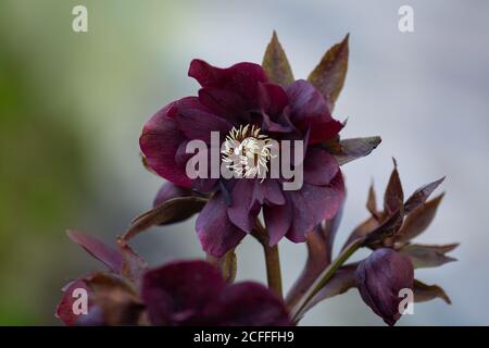 Hellebore wächst im Garten. Hellebore Double Ellen Red. Helleborus double ellen Bloom. Stockfoto