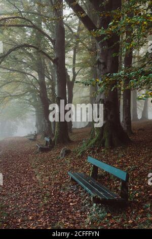 Hoher Winkel von grünen Holzbänken entlang leerer Fußweg bedeckt Mit trockenem Laub im nebligen Stadtpark im Herbst Stockfoto
