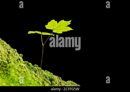 Platane, die im Sonnenlicht auf einem moosigen Waldboden sapling. Acer pseudoplatanus, ein junger Ahornbaum, gebürtig in Mitteleuropa, wächst auf dem Boden. Stockfoto