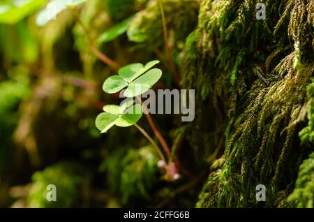 Holzschnauze, wächst auf einem grünen moosigen Stein im Wald. Oxalis acetosella, gemeiner Holzschnauzer, wird manchmal als Schamrock bezeichnet, als Geschenk gegeben. Stockfoto