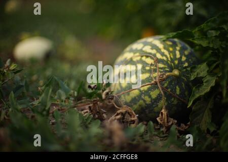 Reife Wassermelone wächst im Sommergarten Stockfoto
