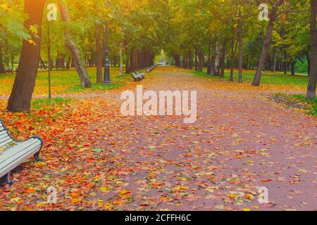 Herbst Park Alleerstraße in der Stadtlandschaft. Menschen zu Fuß auf dem Weg im Herbst Park mit Blättern und Bäumen im oktober Wetter. Herbstliche Schönheit Herbst Szene. Stockfoto