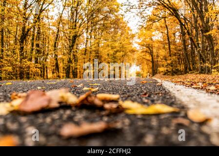 Eine kurvenreiche Straße mit lockeren Herbstblättern durch Herbstbäume in deutschland rheinland palantino. Stockfoto