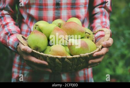 Ein Gärtner hält eine Ernte von Birnen in seinen Händen. Selektiver Fokus. Natur. Stockfoto