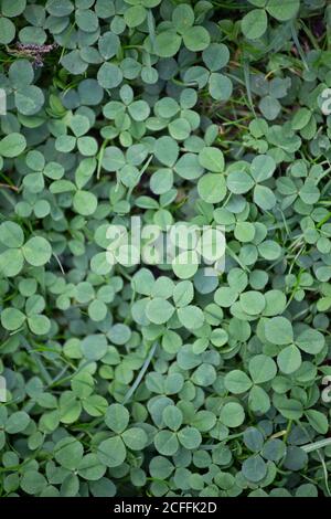 Vertikaler Hintergrund mit grünem Klee wächst zwischen Gras Stockfoto