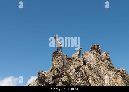 Von unten graue Ziege suchen mit Neugier auf steinigen stehen Felsen auf dem Hintergrund des hellen blauen Himmels Stockfoto