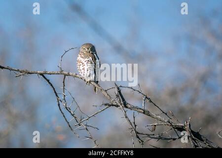 African barred owlet in day time isoliert in natürlichen Hintergrund im Kruger Nationalpark, Südafrika ; specie Glaucidium capense Familie von Strigidae Stockfoto