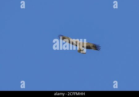 Zwergadler (Hieraaetus penates) auf Herbstzug in die Höhe schnellend, Andalusien, Spanien. Stockfoto