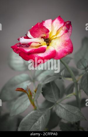 Übergeblasene rote gelbe Rose vor grauem Hintergrund Stockfoto