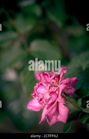 Übergeblasene rote gelbe Rose vor grauem Hintergrund Stockfoto