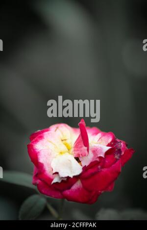 Übergeblasene rote gelbe Rose vor grauem Hintergrund Stockfoto