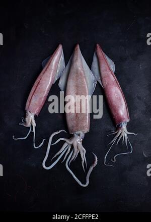 Von oben von ungekochten Fleisch von Tintenfische auf schwarz gelegt Tisch auf schwarzem Hintergrund im Studio Stockfoto