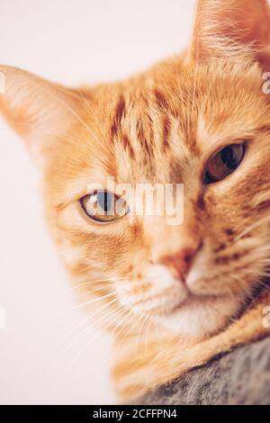 Ruhige Ingwer tabby Hauskatze auf Stuhl sitzen und suchen Bei der Kamera vor weißem Hintergrund Stockfoto