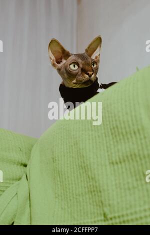 Niedliche graue Pedigreed Sphynx Katze in gestreiften schwarzen Tuch gekleidet Sitzen auf dem Bett im hellen Schlafzimmer Stockfoto