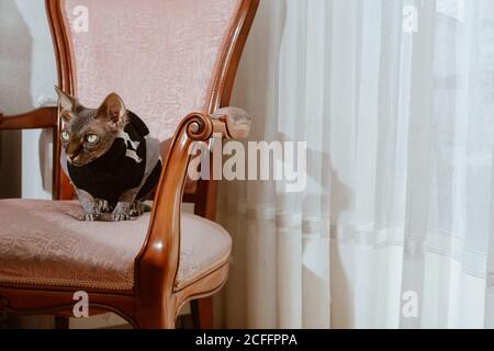 Niedliche graue Pedigreed Sphynx Katze in gestreiften schwarzen Tuch gekleidet Sitzen auf dem Bett im hellen Schlafzimmer Stockfoto