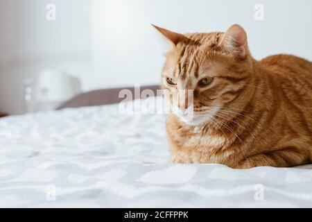 Ruhige Ingwer tabby Hauskatze auf Stuhl sitzen und suchen Weg vor weißem Hintergrund Stockfoto