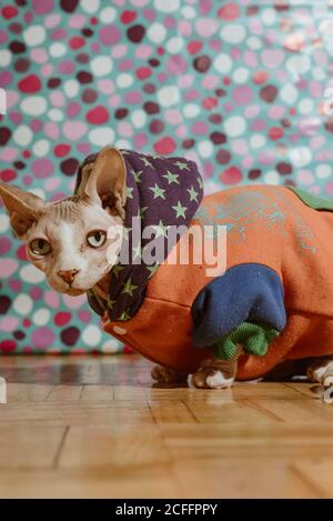 Niedliche graue Pedigreed Sphynx Katze in gestreiften schwarzen Tuch gekleidet Sitzen auf dem Bett im hellen Schlafzimmer Stockfoto