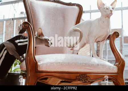 Graue Sphynx Katze in schwarz gestreiftem Tuch schnüffelnd weiße Katze Auf einem Stuhl auf dem Balkon stehen Stockfoto