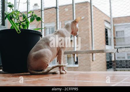 Inländische reinrassige Sphynx Katze sitzt auf dem Balkon und schaut durch Mash Zaun an der Straße Stockfoto