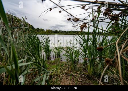 Aston Schleusen Naturschutzgebiet neben dem Montgomery Kanal in Shropshire Großbritannien Stockfoto