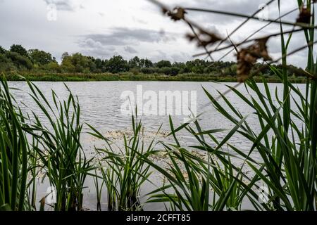 Aston Schleusen Naturschutzgebiet neben dem Montgomery Kanal in Shropshire Großbritannien Stockfoto